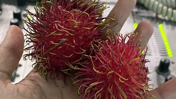 Manfaat Buah Rambutan yang Jarang Diketahui
